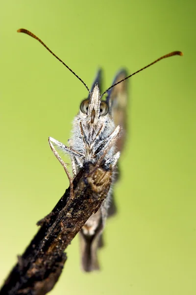 Pequena borboleta marrom descansando — Fotografia de Stock