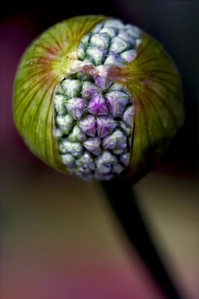 Blauviolett-Allium ampeloprasum commutatum — Stockfoto