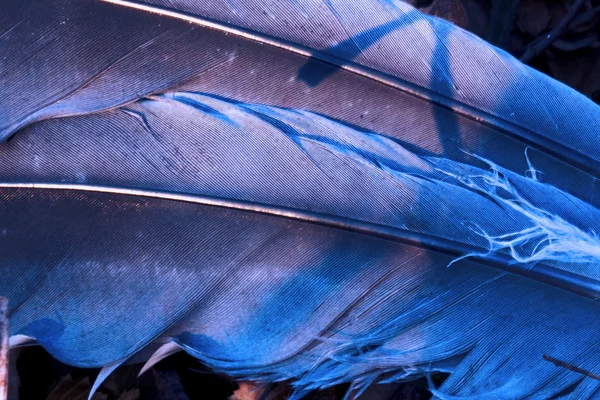Pequena plumagem corvo azul e abstrato — Fotografia de Stock