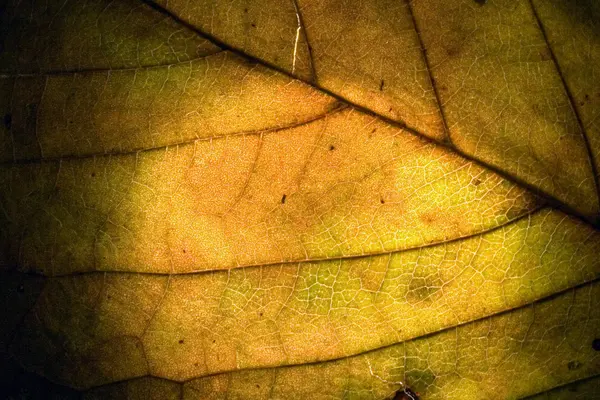 Macro resumen de una hoja verde amarilla — Foto de Stock