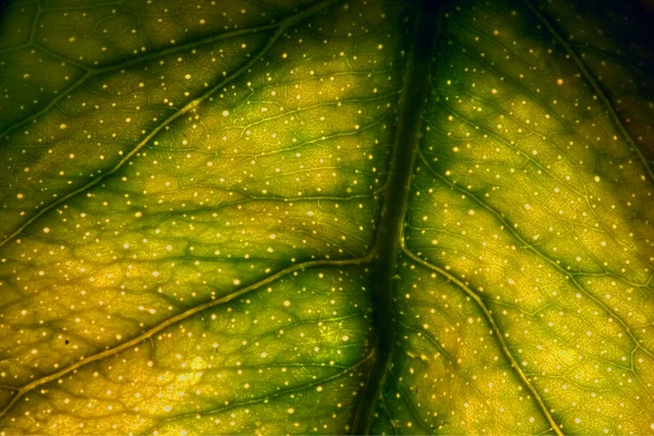 Makro zbliżenie zielony liść — Zdjęcie stockowe