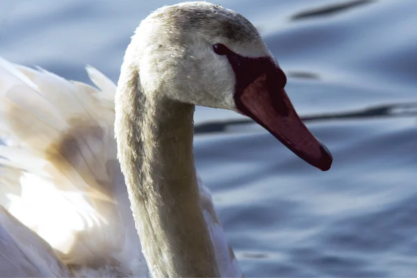 Fluss ticino italien — Stockfoto