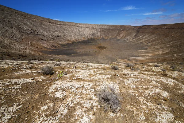 Lato w los volcanes lanzarote Hiszpania roślin kwiat — Zdjęcie stockowe