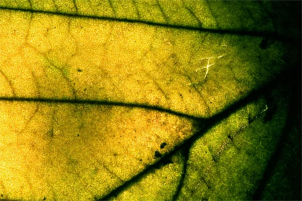 Veias fundo — Fotografia de Stock