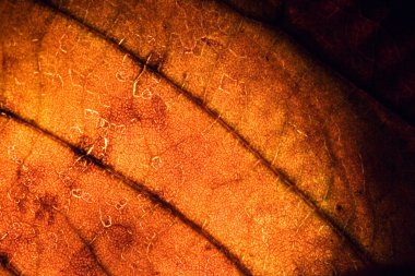 sarı kırmızı arka plan Özeti