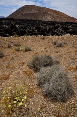 Timanfaya vulcanic İspanya bush