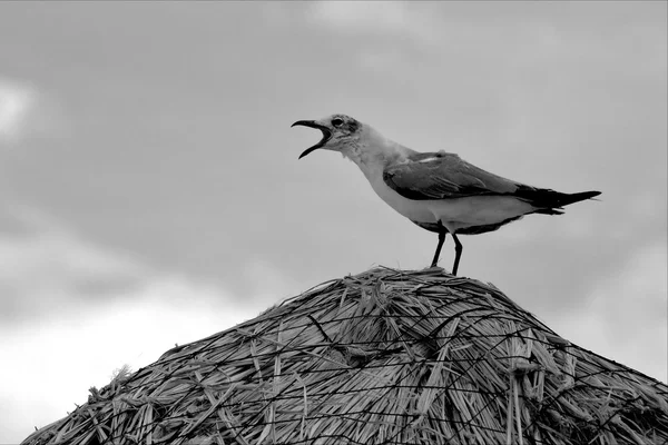 Krzyk sea gull — Zdjęcie stockowe