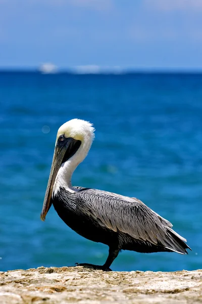 Side of little white black pelican — Stock Photo, Image