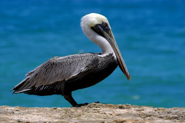 White black pelican whit black eye — Stock Photo, Image