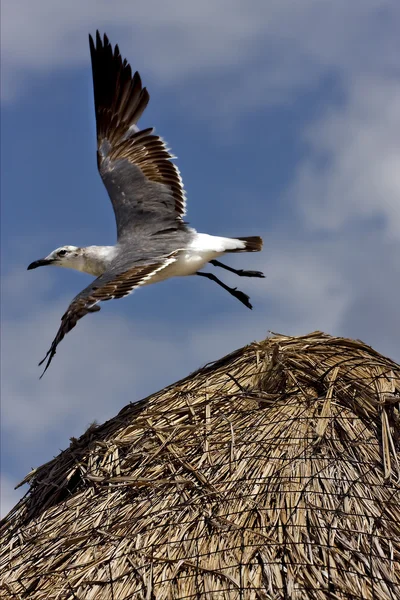 わらを飛んでいる白い海カモメ — ストック写真