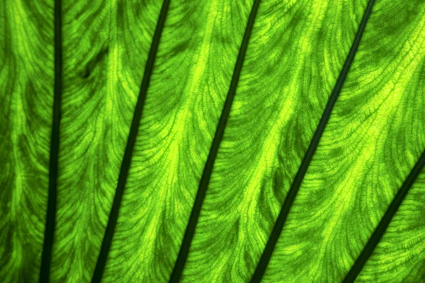 Achtergrond macro dicht omhoog abstract van een groen zwart blad een — Stockfoto