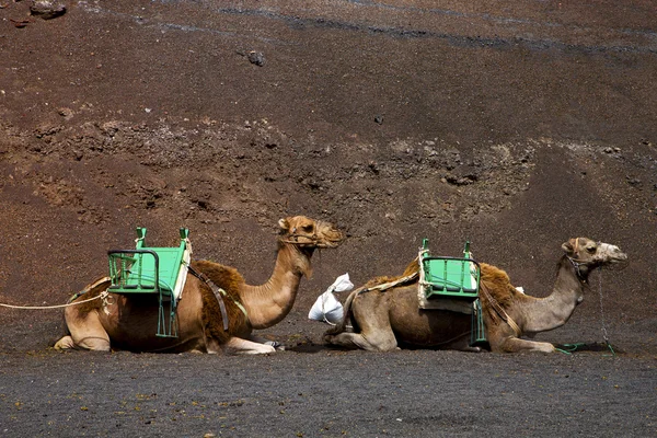 In de vulkanische timanfaya lanzarote Spanje Afrika — Stockfoto