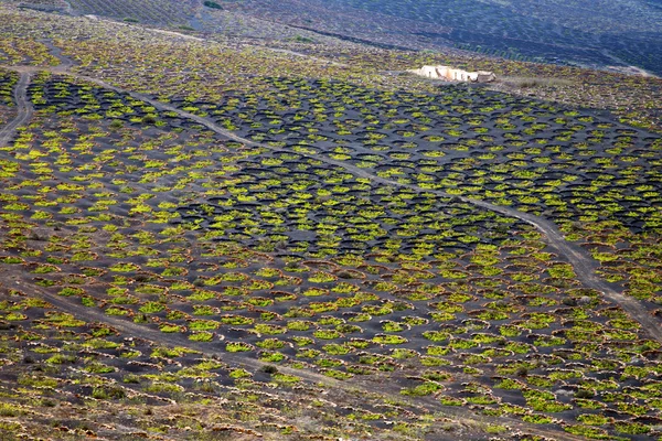 Abstrato adega espanha la geria — Fotografia de Stock