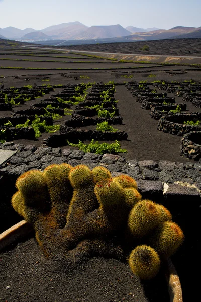 Cactus lanzarote spain la geria vine screw — Stock Photo, Image