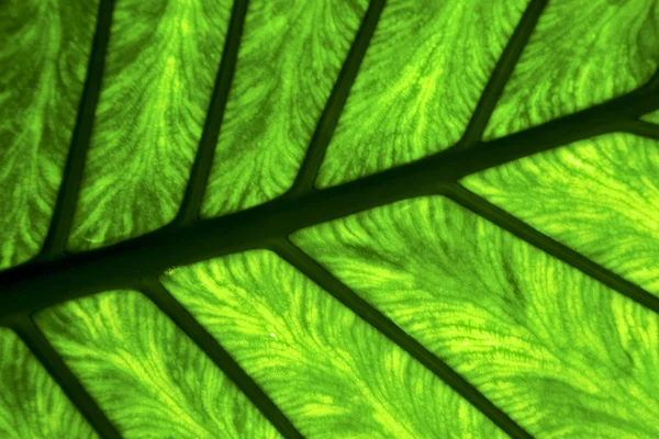 E up abstract of a green black leaf and his veins in the li — Stock Photo, Image