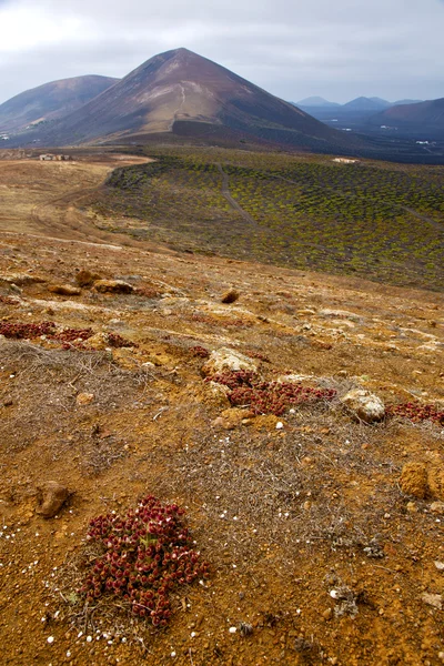 Azienda vinicola casa fiore viticoltura — Foto Stock