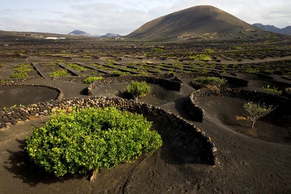 Lanzarote spain la geria cultivation viticulture winery — Stock Photo, Image