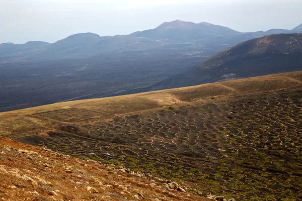 Cave lanzarote espagne la geria vis de vigne — Photo