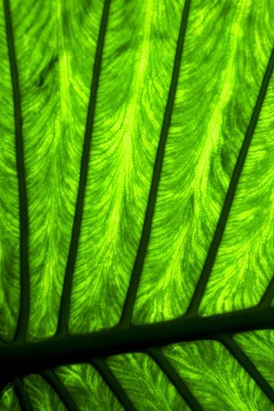 Abstract background leaf and his veins in the light — Stock Photo, Image