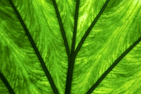 Abstract background macro close up of a green — Stock Photo, Image