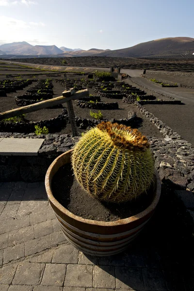 Cactus muur druiven — Stockfoto