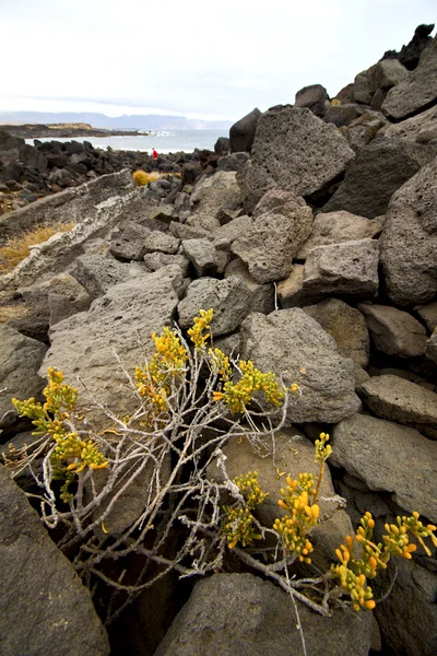 Blumen abstrakt Teich Wasser Küste Salz in lanzarote — Stockfoto