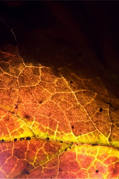 Pozadí žlutá červená černá hnědé listy a jeho žíly — Stock fotografie