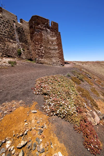 Květina arrecife lanzarote Španělsko staré strážní hrad zdi — Stock fotografie