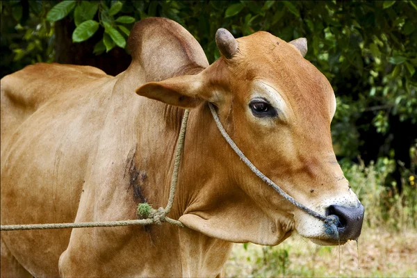 Afrika främre brun ko bita i bushen — Stockfoto