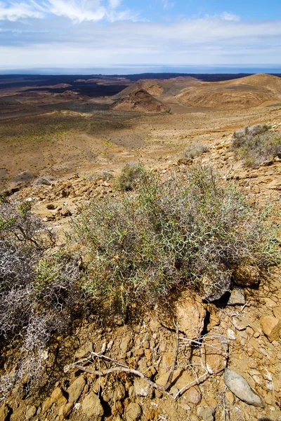 Arbusto de flores rocha vulcânica pedra lanzarote espanha planta — Fotografia de Stock