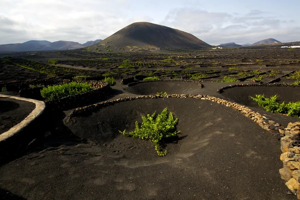 Viticulture winery lanzarote spain la geria crops cultivation — Stock Photo, Image