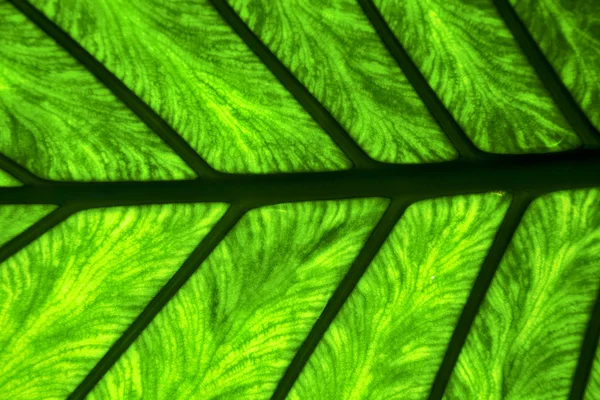 Абстрактный лист и его вены фон — стоковое фото