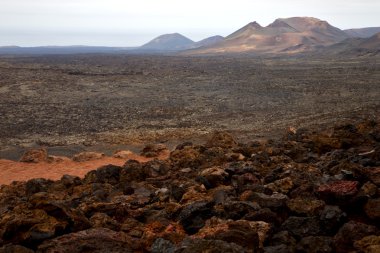 Bush timanfaya los volcanes volkanik içinde