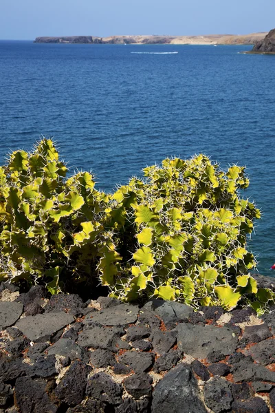 Cactus lanzarote in Spanje muskus yacht boot en de zomer — Stockfoto
