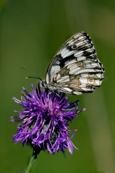 Little white butterfly resting in a pink flower — Stock Photo, Image