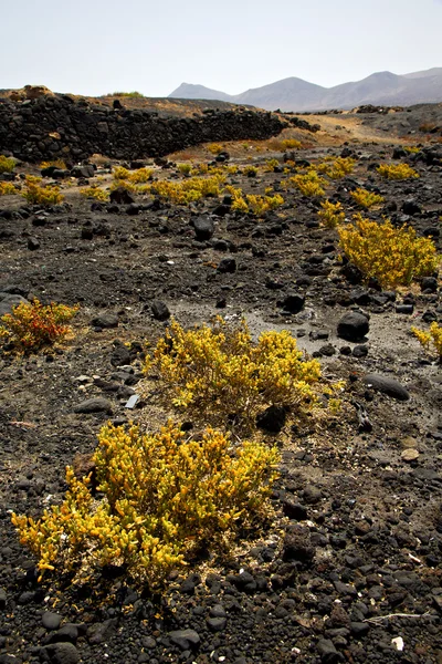 Roślina skały kamień kwiat niebo wzgórza i lato lanzarote, Hiszpania — Zdjęcie stockowe