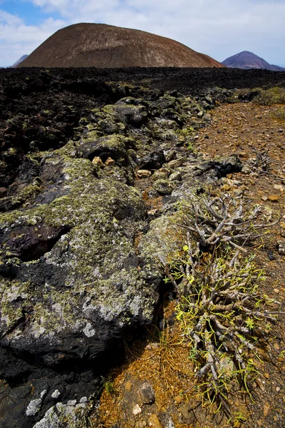 Arbusto de flores timanfaya em vulcões vulcânicos — Fotografia de Stock