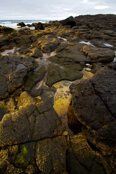 Lanzarote île mousse roche espagne — Photo