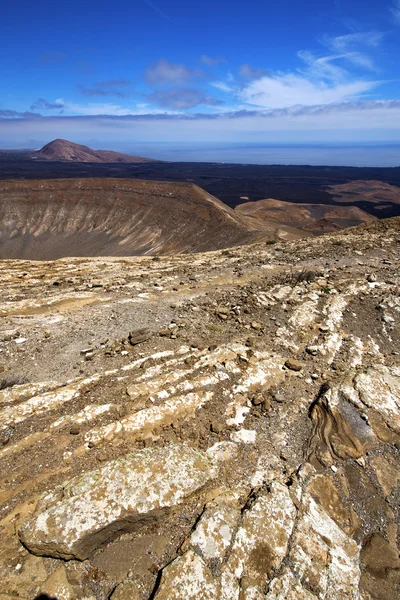 Timanfaya w los Hiszpanii roślin krzew kwiat — Zdjęcie stockowe