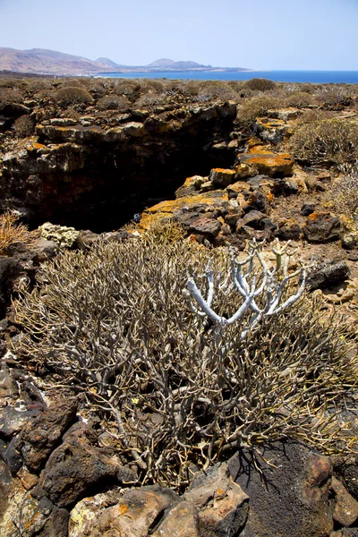 Bush timanfaya en los volcanes — Foto de Stock