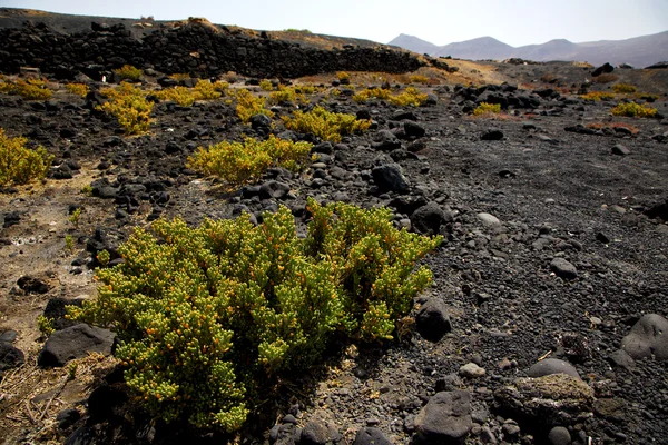 식물 꽃 부시 timanfaya 로스 volcanes 화산 lanzaro — 스톡 사진