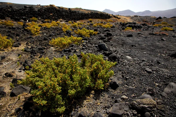 Pianta cespuglio di fiori timanfaya in los vulcani vulcanico lanzaro — Foto Stock