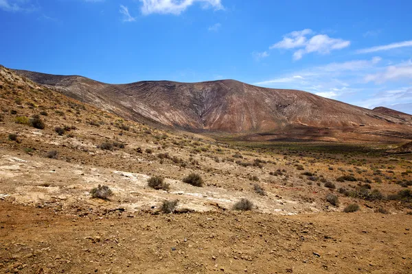 Fleur plante buisson colline et été lanzarote espagne — Photo