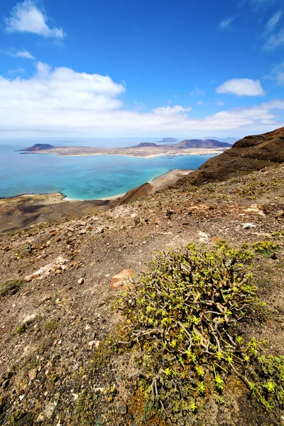 Fleur miramar del rio eau à Lanzarote Espagne — Photo