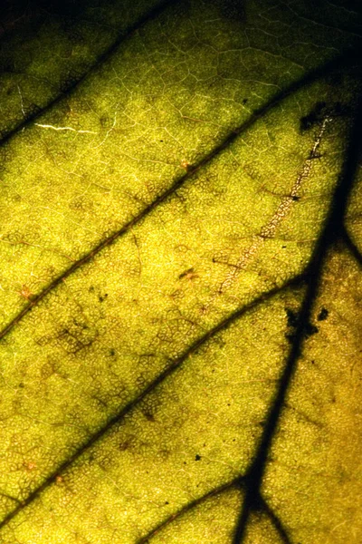 Grön abstrakt makro närbild — Stockfoto