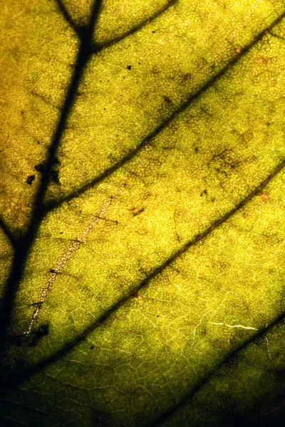 Zelená abstraktní makra zavřít — Stock fotografie