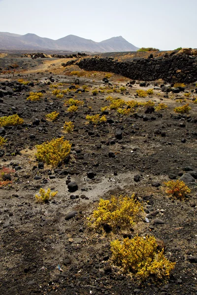 植物花布什帝曼法雅在洛杉矶 volcanes 火山 — 图库照片