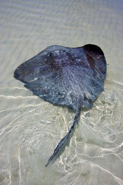 sian kaan cins balık blue lagoon içinde dinlenmek