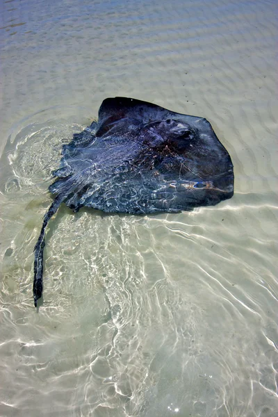 Breed fish the blue lagoon relax of sian kaan mexico — Stock Photo, Image