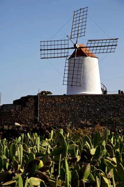 Cacto moinhos de vento áfrica espanha céu — Fotografia de Stock